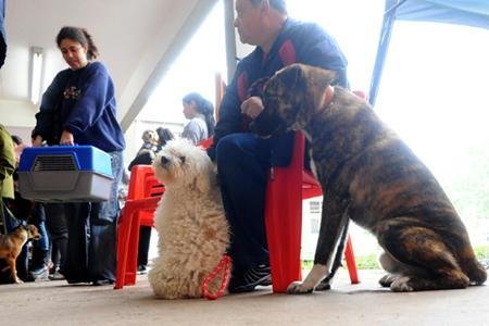 Hospital da Ulbra faz mutir&atilde;o de castra&ccedil;&atilde;o de animais