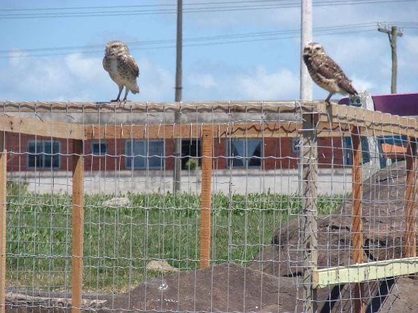 Prefeitura de Imb&eacute; constr&oacute;i cerca para proteger ninho de corujas 