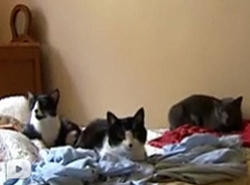 	 Mulher mora em casa com 70 gatos em Porto Alegre