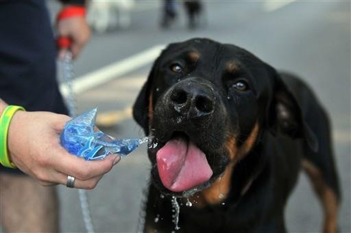 Mais de mil c&atilde;es participam de corrida de mascotes na Guatemala