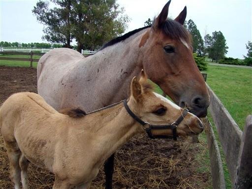 Potrinho foi clonado a partir de c&eacute;lulas da pele de um premiado cavalo crioulo
