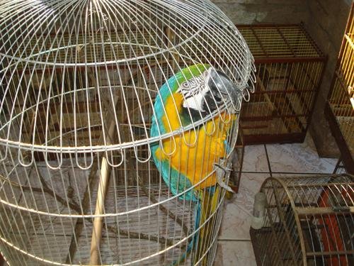 Animais foram encaminhadas ao Zool&oacute;gico da Funda&ccedil;&atilde;o Zoobot&acirc;nica do RS, em Sapucaia do Sul