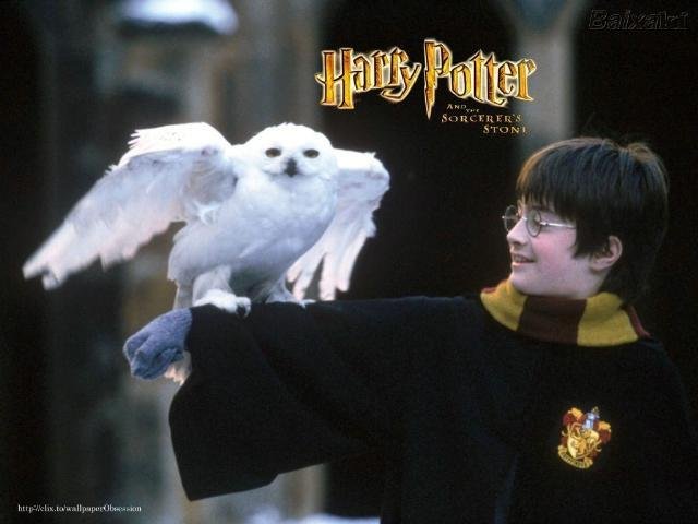 Harry Potter &eacute; responsabilizado por extin&ccedil;&atilde;o de corujas na &Iacute;ndia