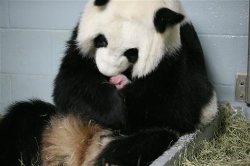 Zool&oacute;gico de Atlanta tem novo h&oacute;spede: beb&ecirc; panda do tamanho de um celular