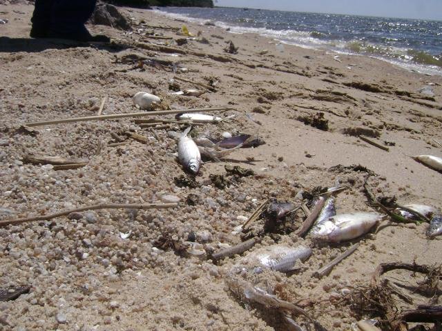 Peixes s&atilde;o encontrados mortos na Lagoa dos Patos