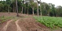 Produtores rurais receberam multa de R$ 63 mil por desmatar seis hectares de Mata Atlântica