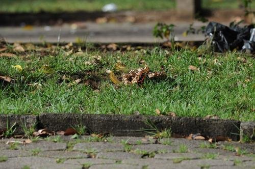 Pra&ccedil;a da Capital &eacute; isolada por causa de amea&ccedil;a de bomba 