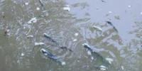 Mais peixes são encontrados mortos no Rio dos Sinos, em Novo Hamburgo