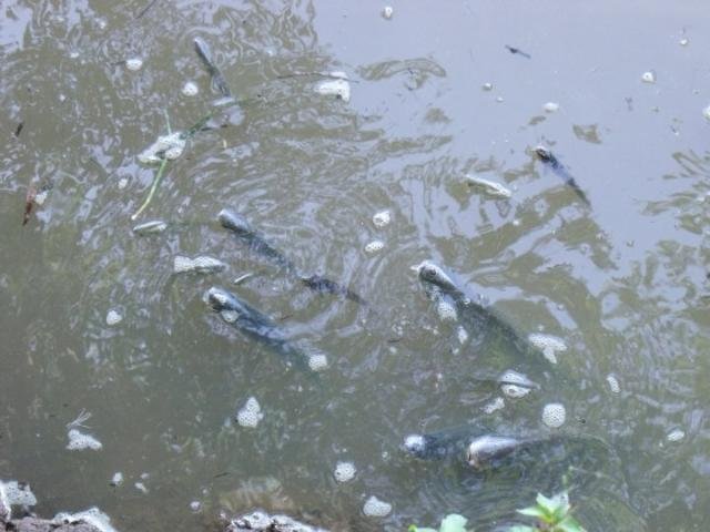 MP comandar&aacute; investiga&ccedil;&atilde;o sobre mortandade de peixes no Rio dos Sinos 