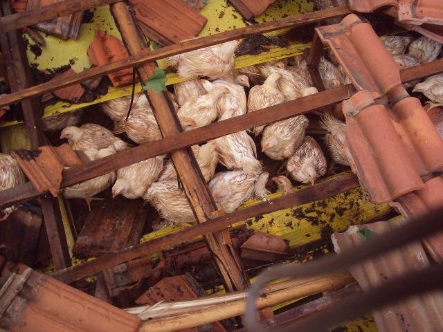 Mais de 20 mil aves morreram em Centen&aacute;rio 