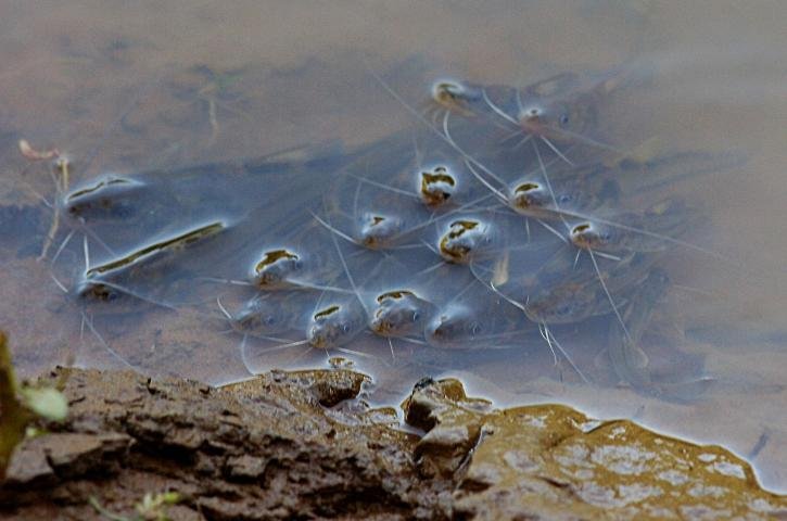 Pol&iacute;cia Ambiental rep&otilde;e barreira de conten&ccedil;&atilde;o no rio do Sinos
