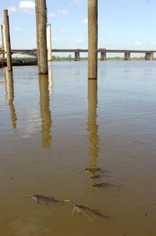 Centenas de peixes s&atilde;o encontrados agonizando no Gua&iacute;ba