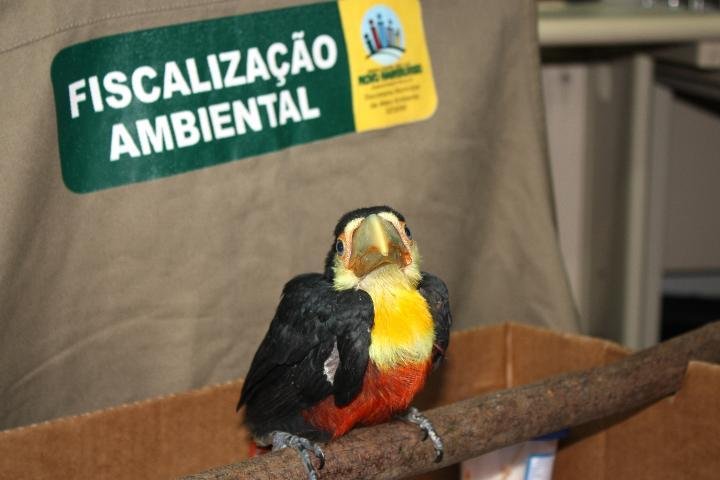 Filhote de tucano &eacute; resgatado em Novo Hamburgo