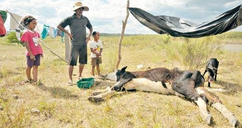 Gado morre de sede e fome em Candiota devido &agrave; seca