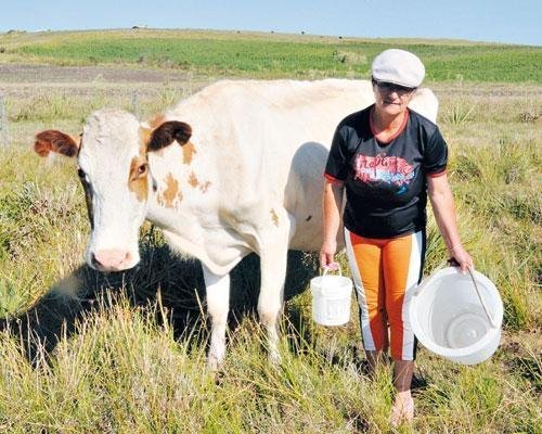 Maria da Mota, que enchia tr&ecirc;s baldes de leite, hoje, n&atilde;o enche um
