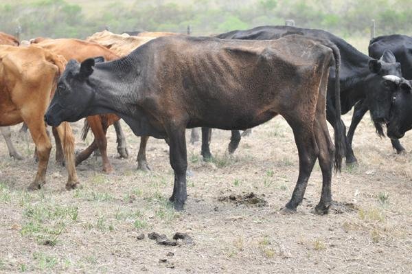 Gado morre de sede e fome em Candiota devido &agrave; seca