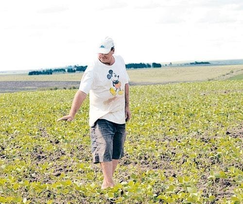 Seca destr&oacute;i produ&ccedil;&atilde;o de gr&atilde;os no Sul do Estado