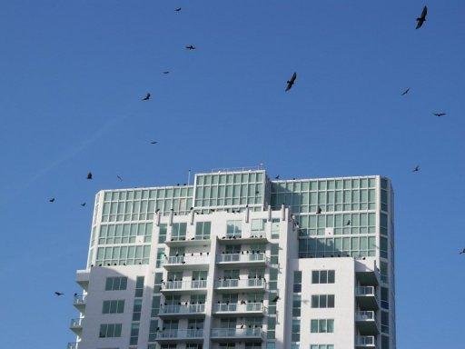 Abutres invadem apartamentos de Miami