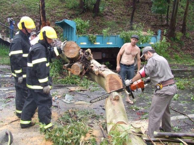 &Aacute;rvore cai na BR 116 e mata motorista de caminh&atilde;o