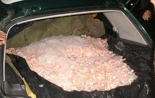 Pol&iacute;cia apreende meia tonelada de camar&atilde;o em Camaqu&atilde;