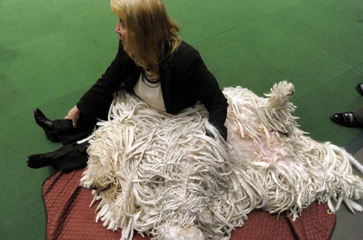 Cerca de 2 mil animais do mundo todo concorrem em diversas categorias
