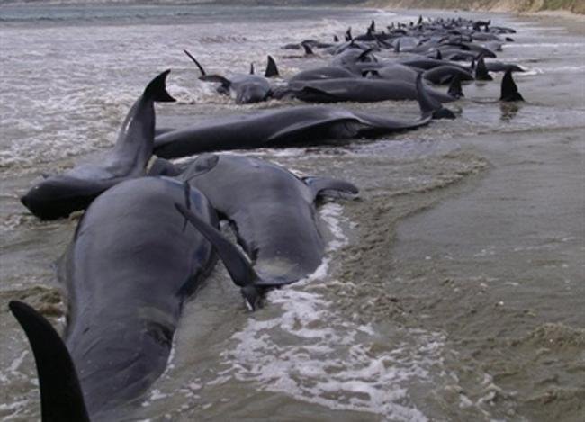 Mais de 100 baleias encalhadas encontradas em praia da Nova Zel&acirc;ndia