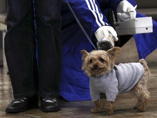 Um cachorro tamb&eacute;m &eacute; examinado em um centro de triagem de radia&ccedil;&atilde;o