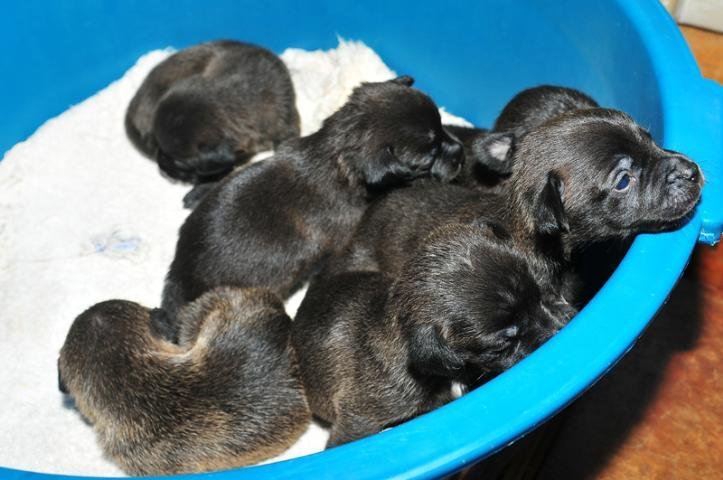 Pol&iacute;cia investiga envenenamento de cachorros na zona Norte da Capital
