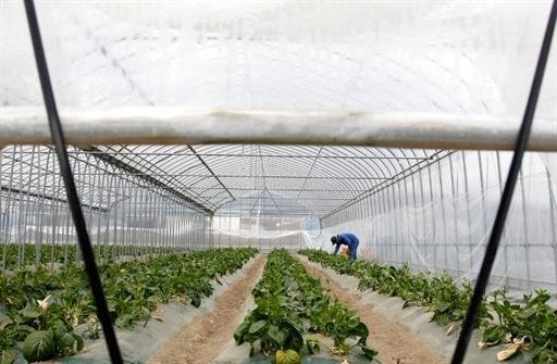 O governo proibiu a comercializa&ccedil;&atilde;o de produtos frescos, como verduras e leite, em quatro munic&iacute;pios ao redor de Fukushima