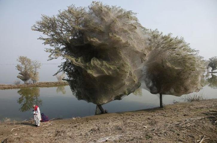Fato inusitado acaba criando emaranhados gigantescos de teias