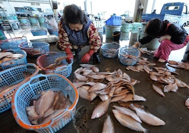 Jap&atilde;o detecta radia&ccedil;&atilde;o em peixes a 80 quil&ocirc;meteros de usina