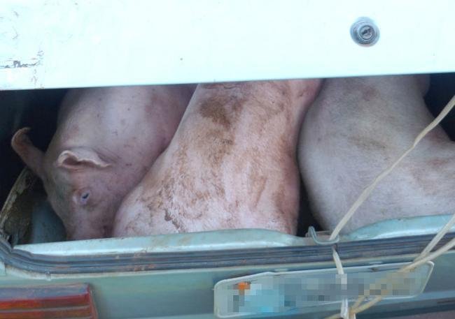BM apreende carro com tr&ecirc;s su&iacute;nos e uma vaca furtados