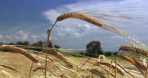 Normativa deve vigorar apenas a partir de 1&ordm; de julho de 2012 para dar tempo de adapta&ccedil;&atilde;o ao setor trit&iacute;cola