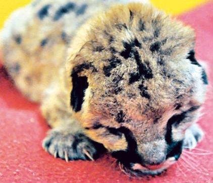 Puma morre no hospital veterin&aacute;rio do zoo de Gramado