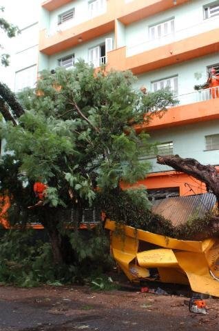 &Aacute;rvore cai em cima de dois homens na Capital 