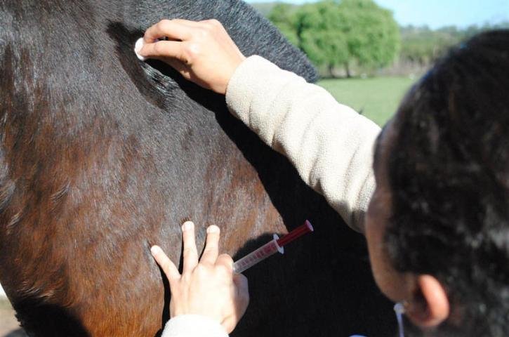 Carroceiros de Bag&eacute; recebem chips gr&aacute;tis para seus animais