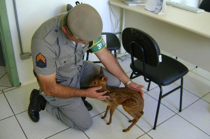 Filhote de veado em extin&ccedil;&atilde;o &eacute; encontrado em cativeiro no Norte do Estado