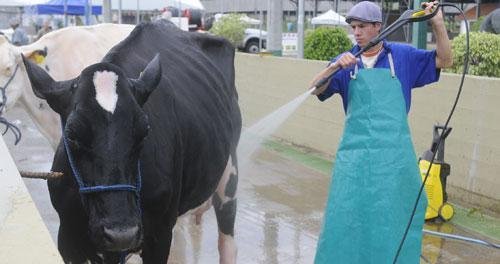 V&eacute;spera para preparar os animais 