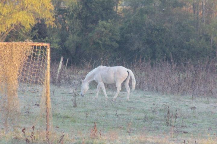 Campo amanheceu branco em Livramento, na Fronteira Oeste