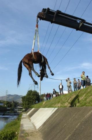 Animal foi retirado da &aacute;gua por volta das 15h