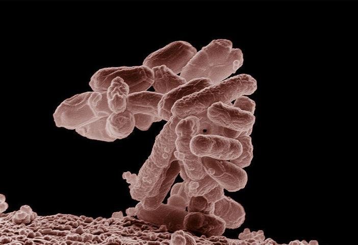 EUA detectam seis poss&iacute;vels casos de E. Coli e refor&ccedil;am fiscaliza&ccedil;&atilde;o de verduras