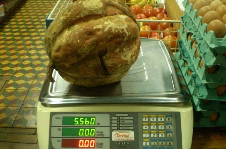 Produtor rural colhe batata-doce gigante em Porto Mau&aacute;