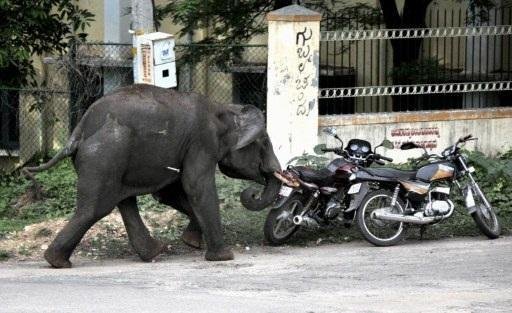 Elefante invadiu &aacute;rea residencial