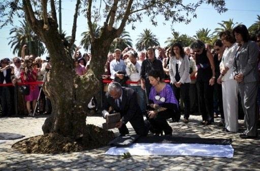 Cinzas de Saramago s&atilde;o depositadas aos p&eacute;s de uma oliveira