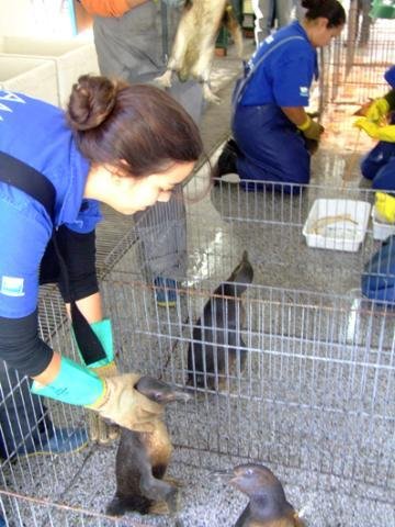 Animais foram encontrados na beira da praia de Mostardas e levados &agrave; Furg