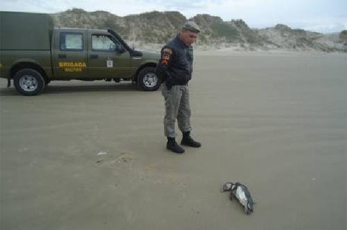Pelo menos 75 aves foram encontradas no Litoral Norte e quase 100 sujas de &oacute;leo no Sul