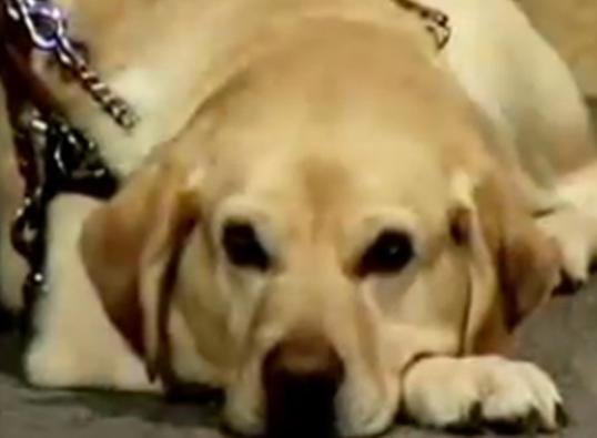 Cadela que salvou dono no atentado &agrave;s torres g&ecirc;meas morre nos Estados Unidos