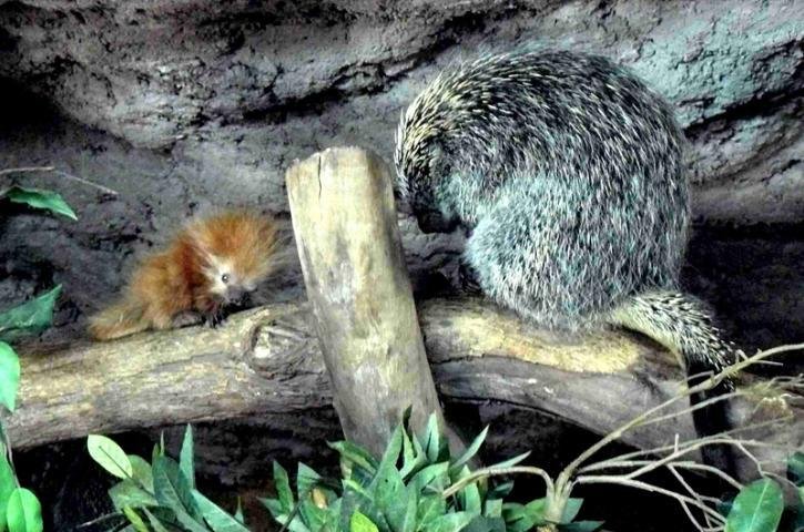 Nasce filhote de ouri&ccedil;o-cacheiro no zool&oacute;gico de Gramado