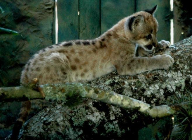 Filhote de puma ganha ber&ccedil;&aacute;rio especial no Zoo de Gramado