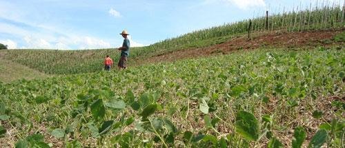 Alega&ccedil;&atilde;o &eacute; que Estado ficou de fora porque sinistros est&atilde;o mais relacionados ao clima do que ao mercado  